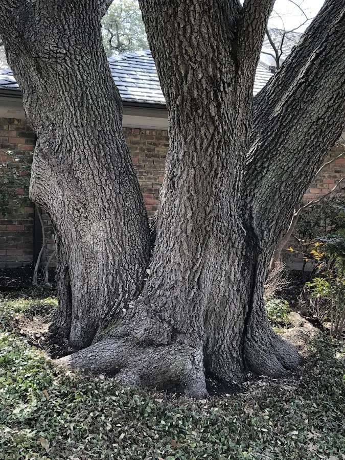 Mature heritage tree close to a Saint Clair property cared for by certified arborists